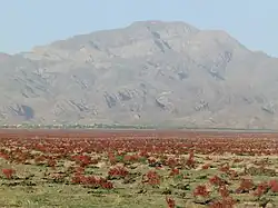 zibad