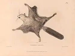 Drawing of squirrel