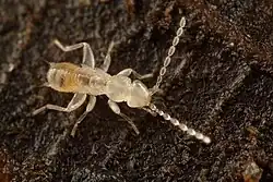 A translucent wingless insect walking in the dirt