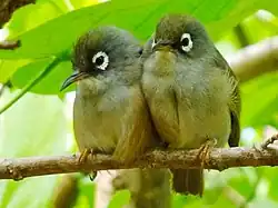 Pair