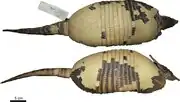 Brown armadillo